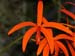 Laelia_sanguiloba