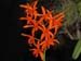Laelia_sulina