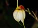 Masdevallia_reichenbachiana