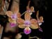 Phalaenopsis_lindenii_x_venosa