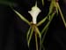 Plectrelminthus_caudatus