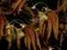 Polycycnis_muscifera
