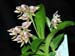 Polystachya_johnstonii