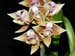 Polystachya_johnstonii2