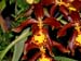 Rossioglossum_splendens