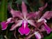 SLC_Helen_Velice_x_Rimfire
