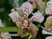 Vanda_Burgeffii