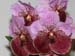 Vanda_sanderiana