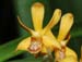 Vanda_testacea