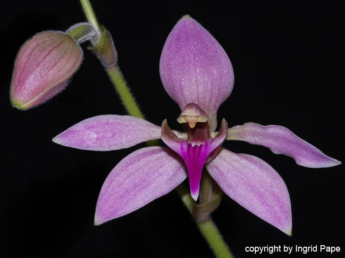 Ancistrochilus_rothschildianus