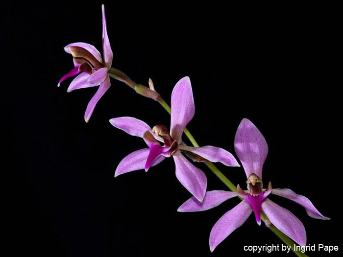 Ancistrochilus_rothschildianus2