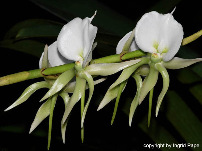 Angraecum_eburneum