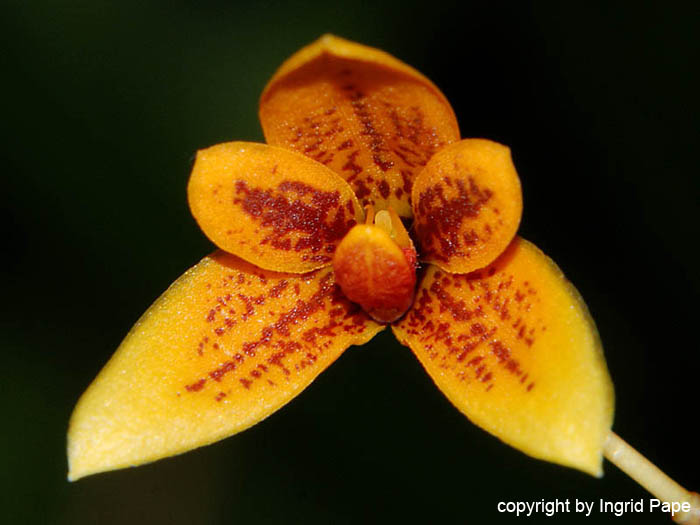 Bulbophyllum_pardalotum