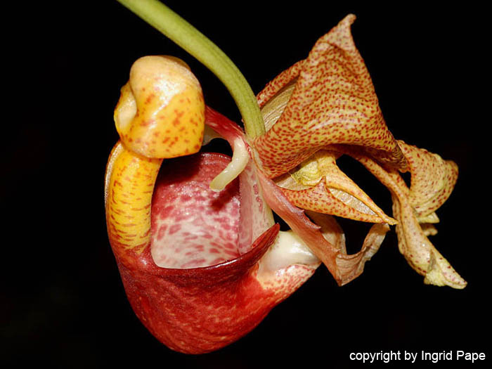Coryanthes_punctata