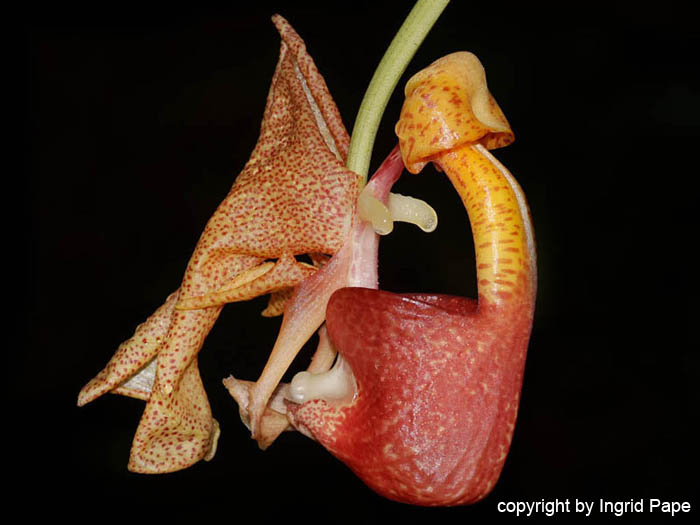 Coryanthes_punctata3