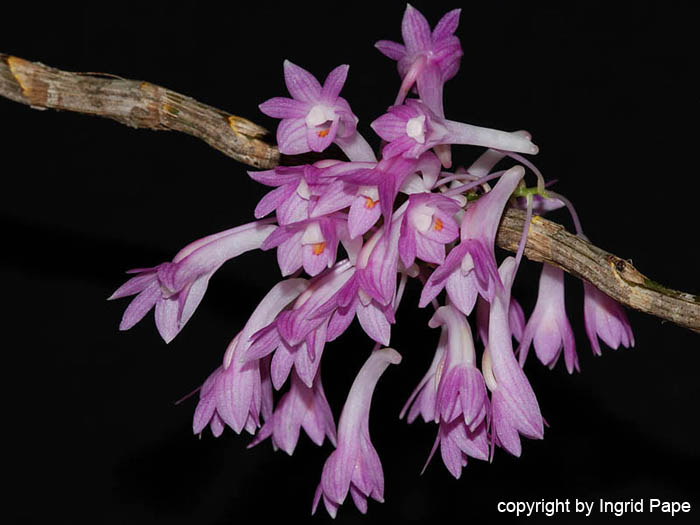 Dendrobium_kuhlii_hasseltii