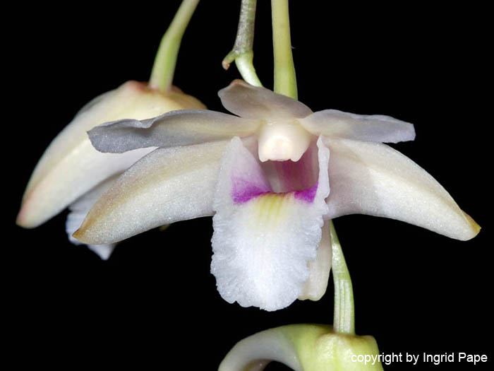 Dendrobium_platygastrium