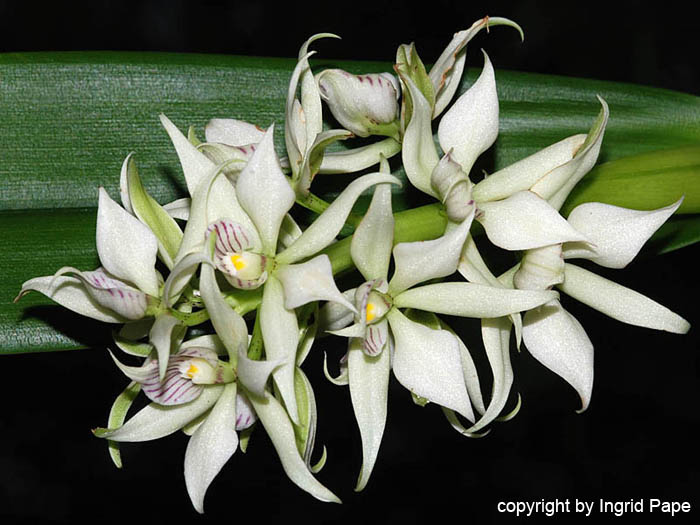 Encyclia_fragans