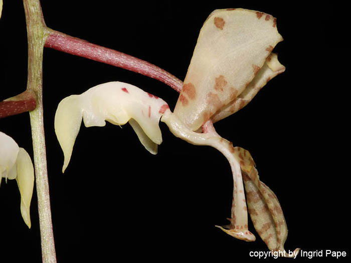 Gongora_scaphephorus