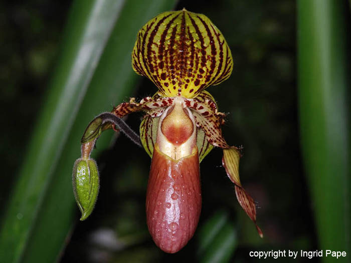 glaucophyllum_var_moquttianum_x_praestans