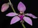 Ancistrochilus_rothschildianus