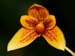 Bulbophyllum_pardalotum