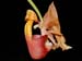 Coryanthes_punctata2