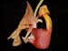 Coryanthes_punctata3