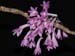 Dendrobium_kuhlii_hasseltii