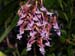 Epidendrum_capricornu2