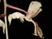 Gongora_scaphephorus