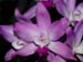 Laelia_autumnalis