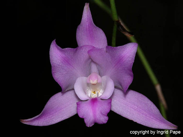 Laelia_furfuracea