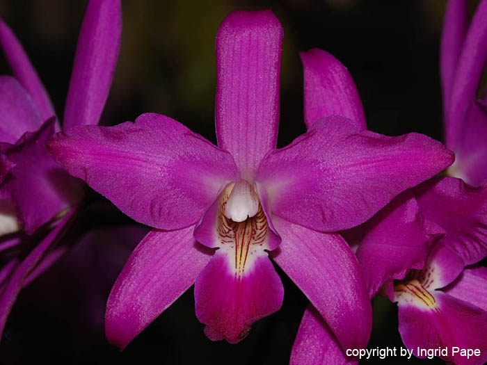 Laelia_gouldiana_'John'