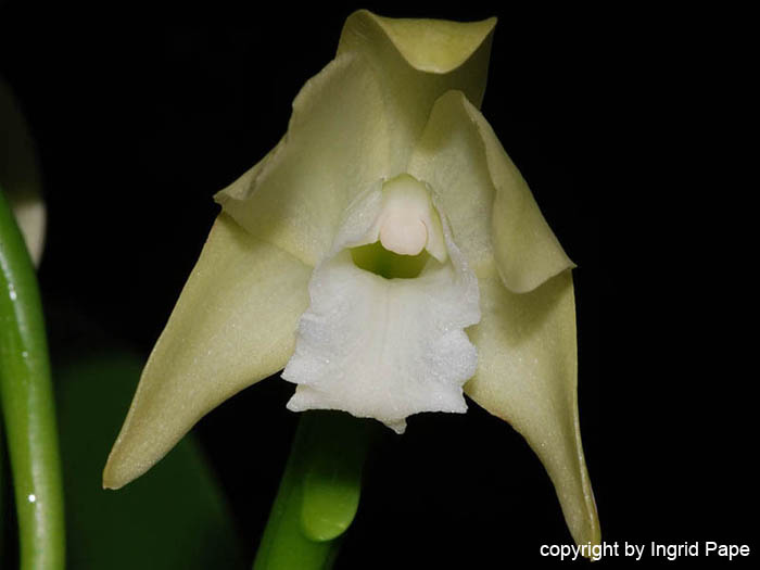 Laelia_virens