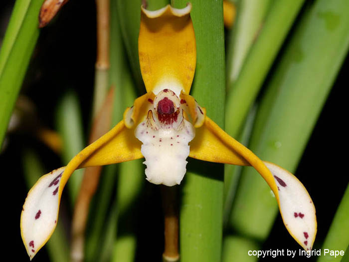 Maxillaria_picta