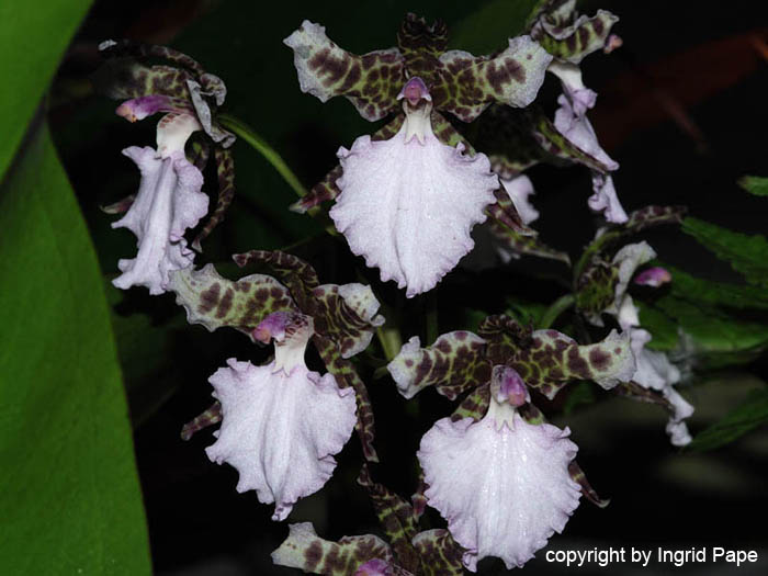 Odontoglossum_Hybride