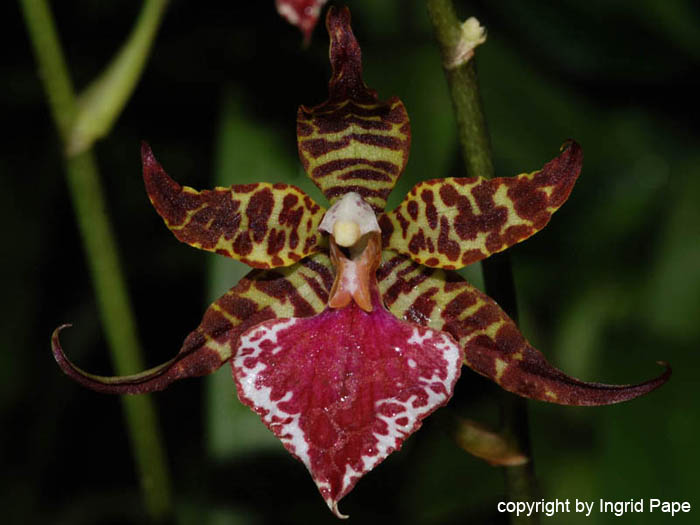 Odontoglossum_Hybride_bict_x_cord