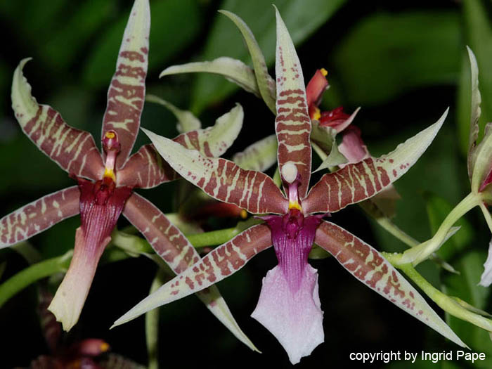 Oncidium_hastilabium