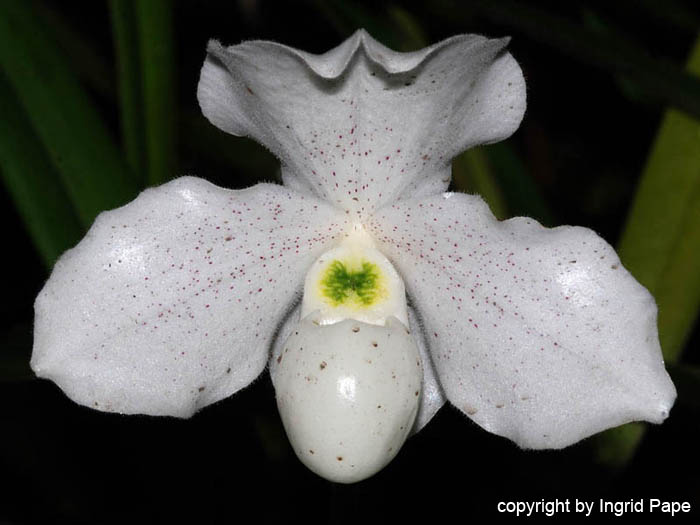 Paphiopedilum_Albion