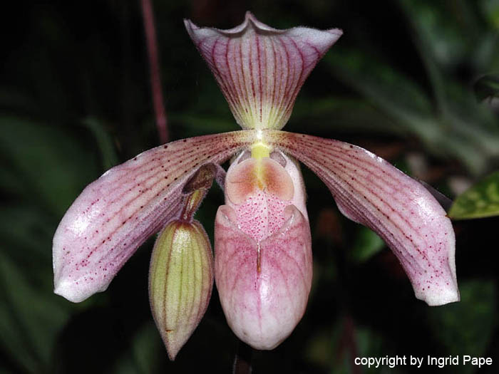 Paphiopedilum_Olivia