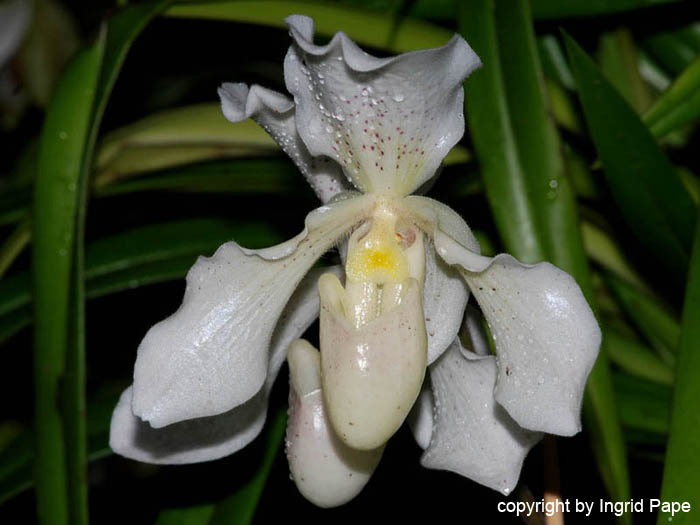 Paphiopedilum_Phips
