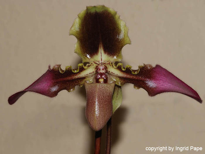 Paphiopedilum_esquirolei