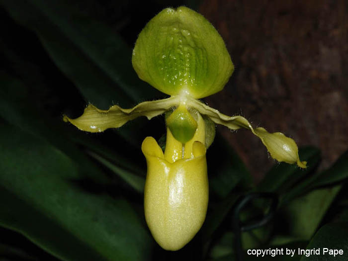 Paphiopedilum_primulinum