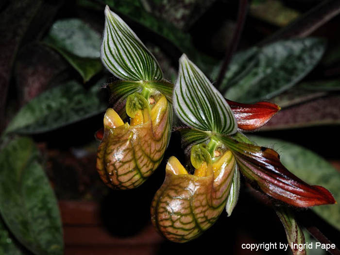 Paphiopedilum_venustum