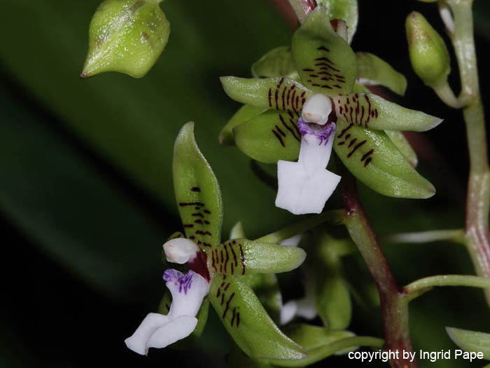 Paradisanthus_micranthus