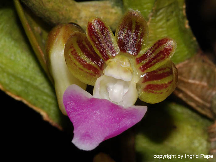 Pelatantheria_insectifera