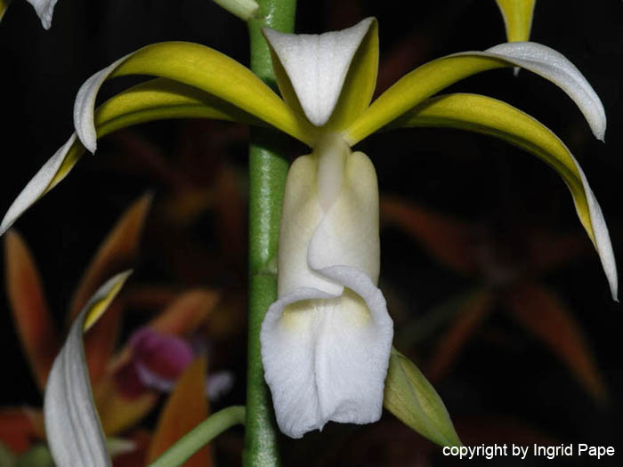 Phaius_tankervilleae