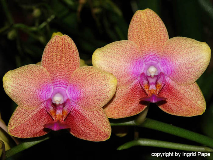 Phalaenopsis_Magical