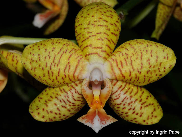 Phalaenopsis_Ravel_x_Favorite